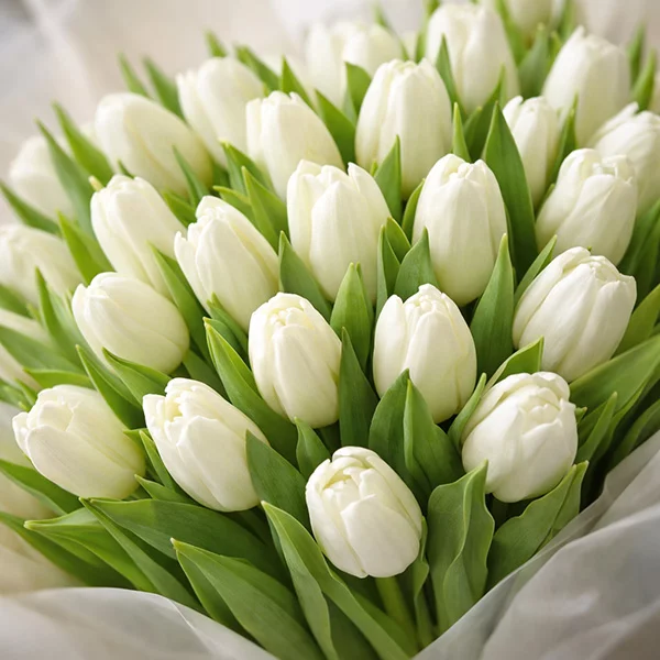 Вся моя нежность - букет из белых тюльпанов